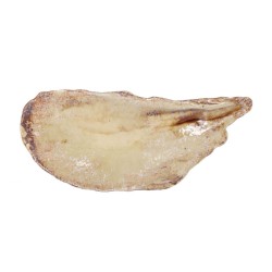 PLATEAU MOULE MOMI 52x23.5x5.5cm. Paques SA votre spécialiste de la vente de matériel horeca & cuisine sur Liège et toute la Bel