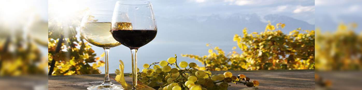 Accessoire pour le vin et le champagne au meilleur prix | Materiel-horeca | Achat en ligne
